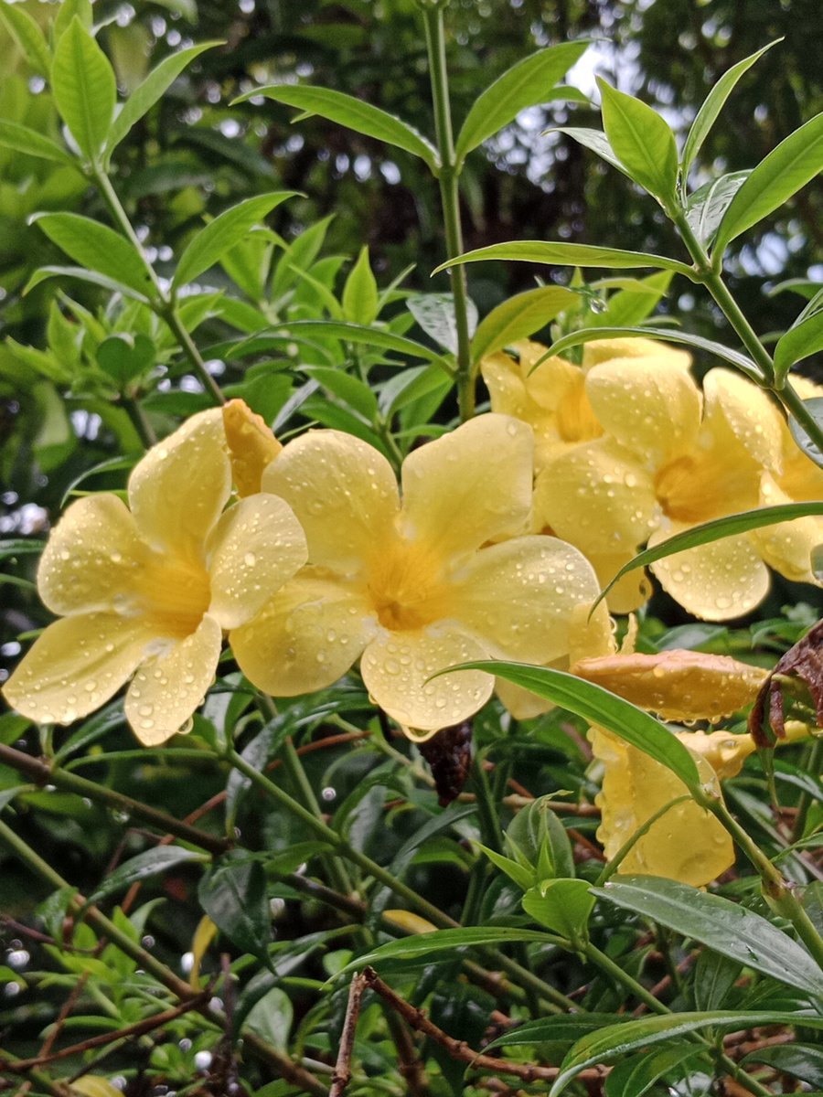 AKIMBO_888's tweet photo. #SundayYellow
#yellowbells
#droplets
#naturesunday
A blessed, ecstatic and magical yellow on Sunday to us all. ๐๐๐๐๐
Keep hydrated ๐ฐ
Stay safe and dry wherever you are. ๐๐๐ค๐ค๐ซก๐ https://t.co/hh9mPv839Q