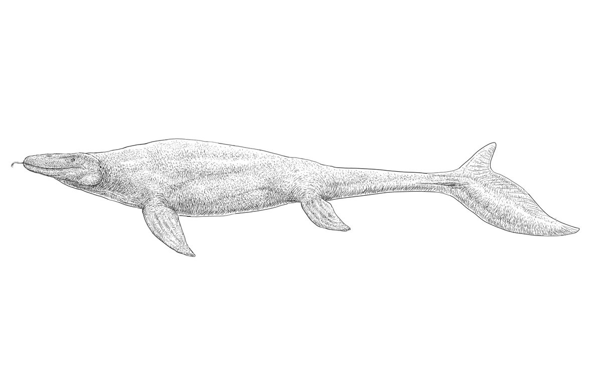 専用です ユウ様。　　化石　右と左 専用です ユウ様。 化石 右と左 かいじゅう on X