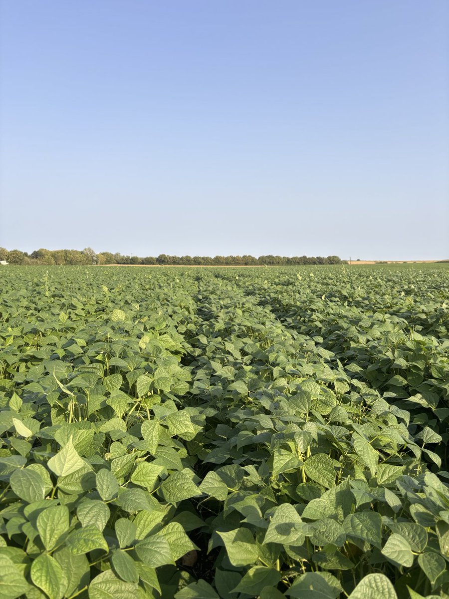 Alexis Mainard tweet media