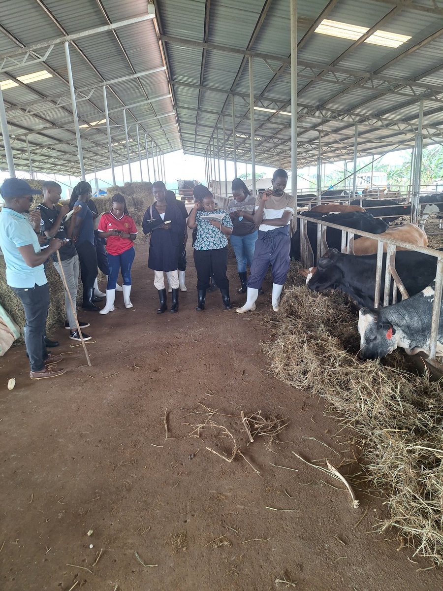 AmulenRuth's tweet photo. With students in a dairy farm...practical training on dairy nutrition ..Makerere University https://t.co/nyakZlFyRq