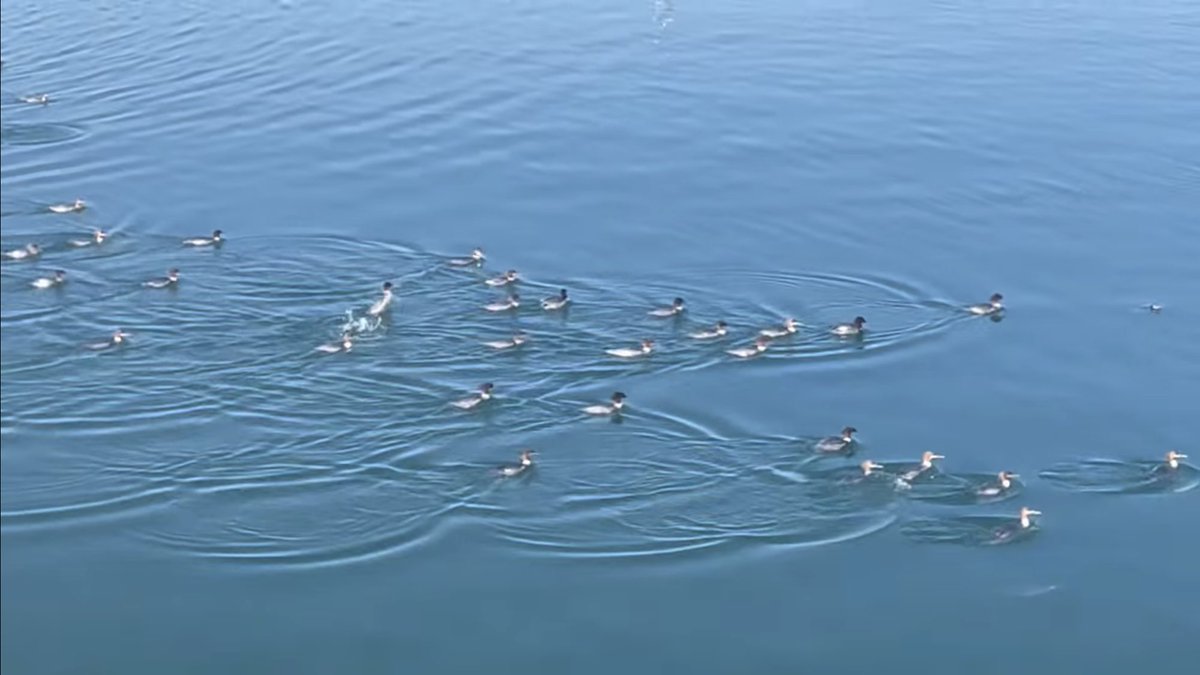 A squadron of goosander on the Menai at Felinheli filmed by a pal yesterday. <a href="/stuartpengs/">Stuart 🏴󠁧󠁢󠁷󠁬󠁳󠁿</a> <a href="/TwrchIwrch/">Richard Williams /|\ 🏴󠁧󠁢󠁷󠁬󠁳󠁿</a>