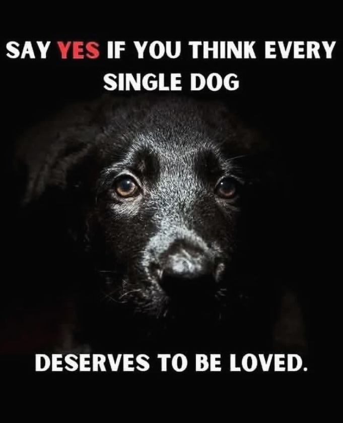 BestinDogs's tweet image. 