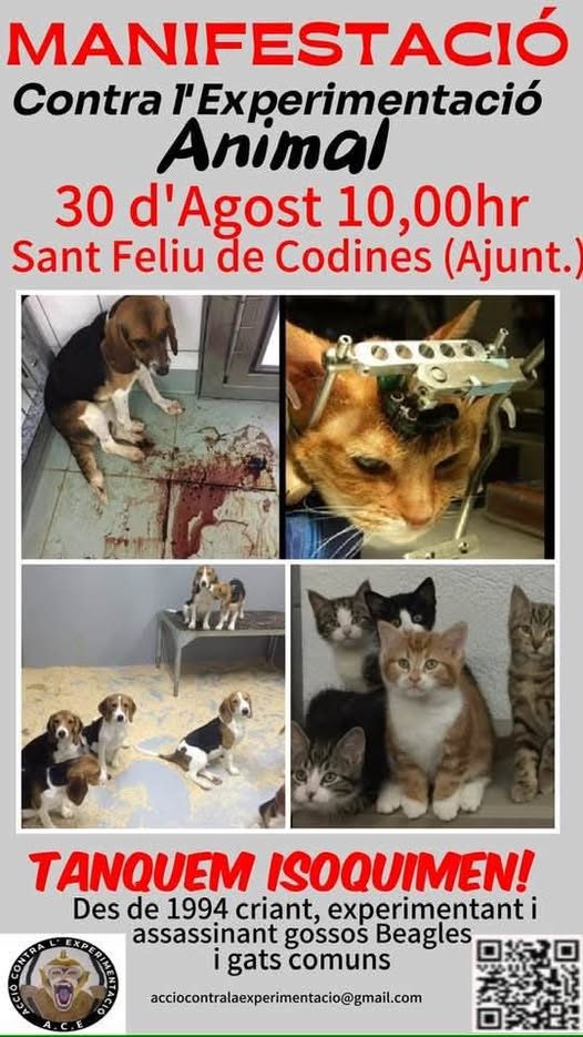 isabel esteve (@isagato62) on Twitter photo 