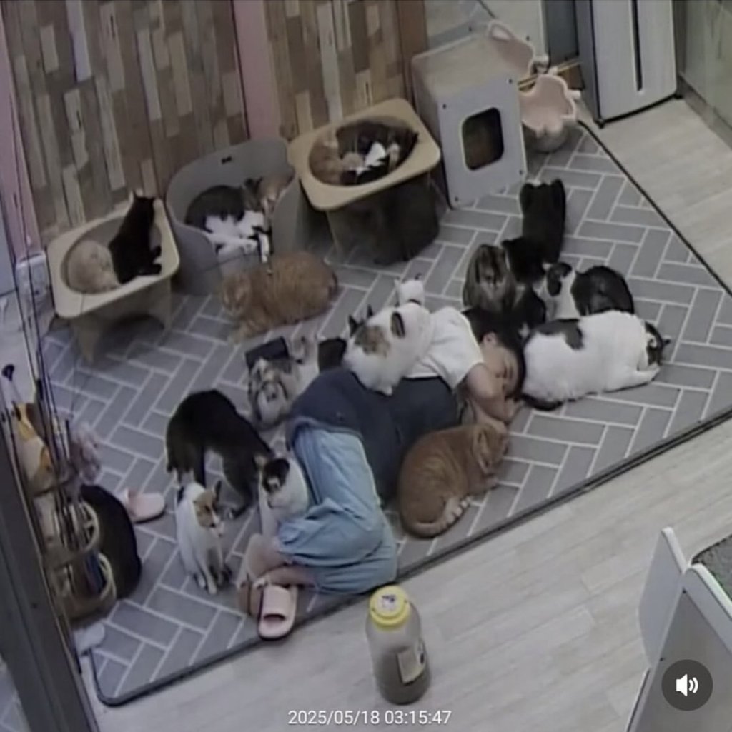 เจ้าของคาเฟ่แมวจรในเกาหลีที่ดูแลแมวจรกว่า 100 ตัว ทำความสะอาดคาเฟ่ด้วยตัวคนเดียว กว่าจะเสร็จเกือบตีหนึ่ง เธอตัดสินใจของีบสัก 5 นาที แล้วจะเก็บของกลับบ้าน จากนั้นแมวในศูนย์ก็ค่อยๆ กรูเข้ามาหาเธอ แล้วร่วมตัวกันกลายเป็นผ้าห่มแมว ใช่...สิ่งนี้ทำให้เธอหลับลึก สะดุ้งตื่นมารู้ตัวอีกทีก็