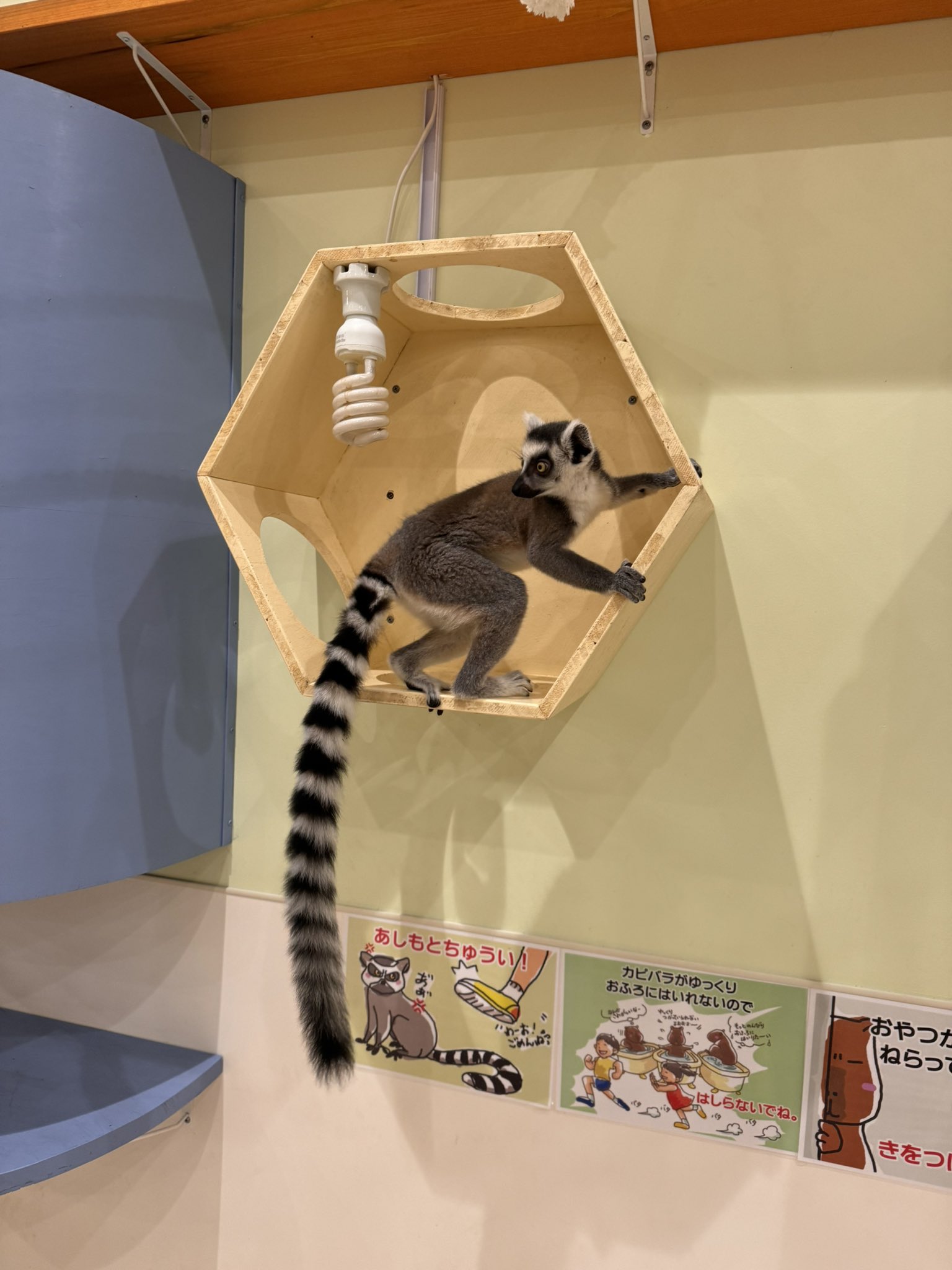 日焼けビキニキティ ウッドチェア付き レア 日焼けビキニキティ ウッド