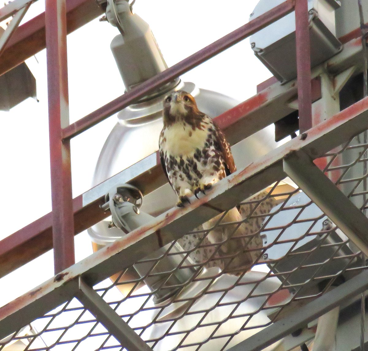 8/16   O2 spotted on preferred light tower at the Stadium w/beautiful flight to Arthur's location on the Hillside. 

O2 had a full crop and feathers are in great shape!

Many thanks to Suzanne and woodg for the evening report!