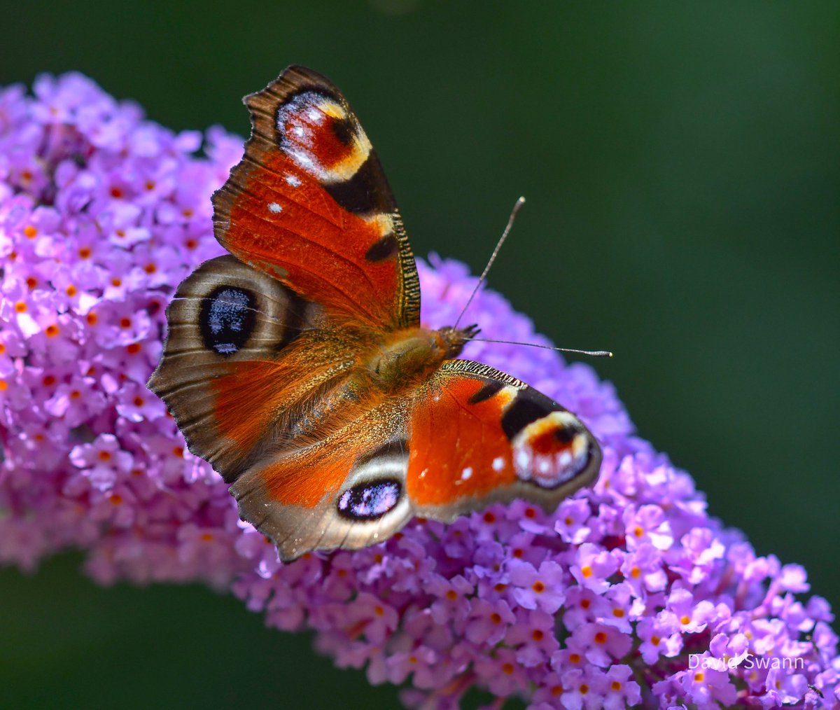 davidswann1's tweet photo. Peacock. @savebutterflies @BC_Yorkshire https://t.co/T9p9eQVhI3