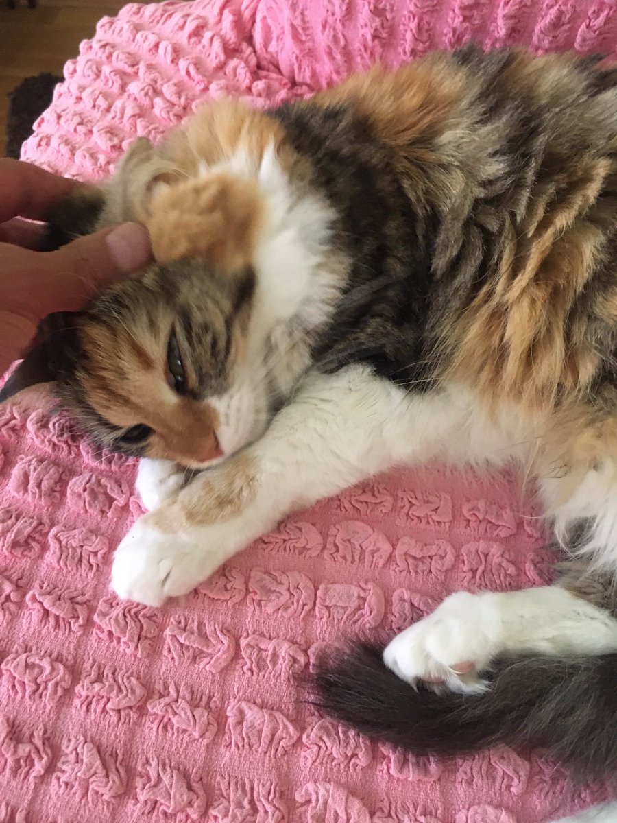 Tanıştırayım karşınızda Mi