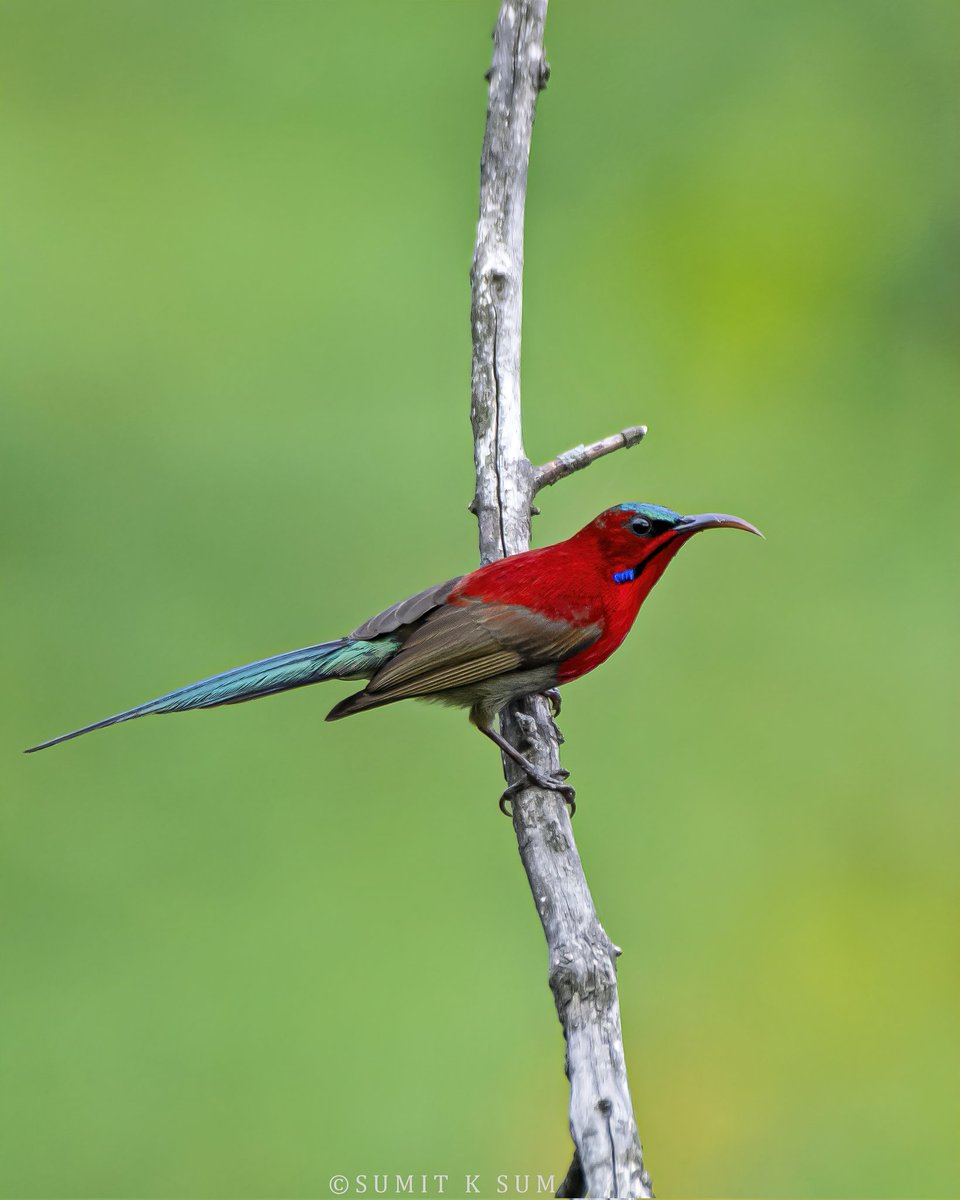 sumitksum's tweet photo. Crimson Sunbird from Uttarakhand

#IndiAves #BirdsSeenIn2025 @IndiAves #India #Trending #TrendingNow #viral #local #localbirds #commonbirds #MonsoonBirds #nikon #nikonphotography #natgeo #natgeoyourshot #nikonIndia #follow #like #photo #photooftheday #Uttarakhand https://t.co/236cdzt18V