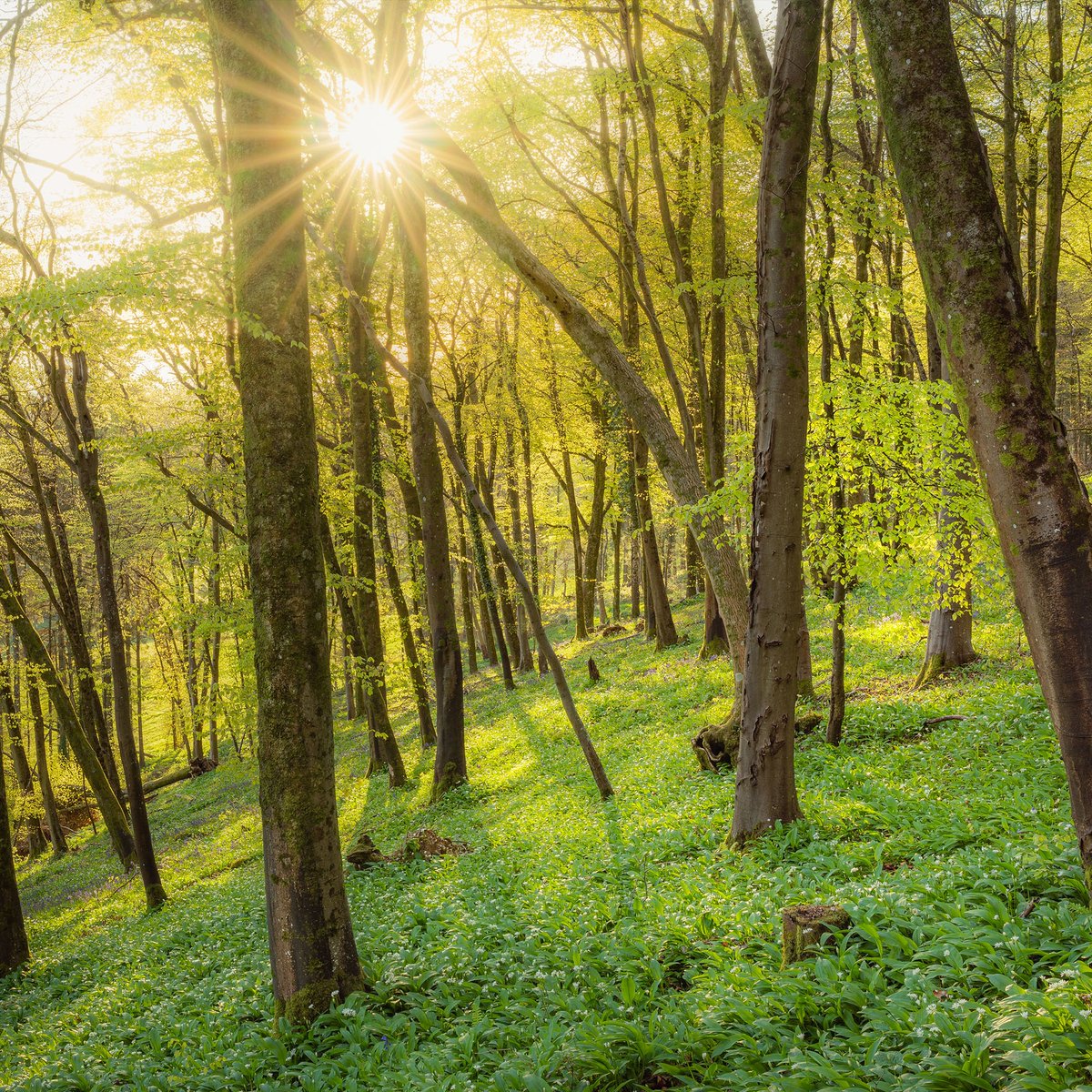 SchoolofPhot0's tweet photo. Level up your photography skills this summer 📸✨

📸 Fine Art Family Portraiture
📸 Forest Photography
📸 Fine Art Landscape Photography
📸 Pro Landscape Photography

…and so many more.

💥 Get 20% OFF any Online Course with code SUMMER25 at checkout 🔽

https://t.co/nFFcGCwBWp https://t.co/8f9UBThkcP
