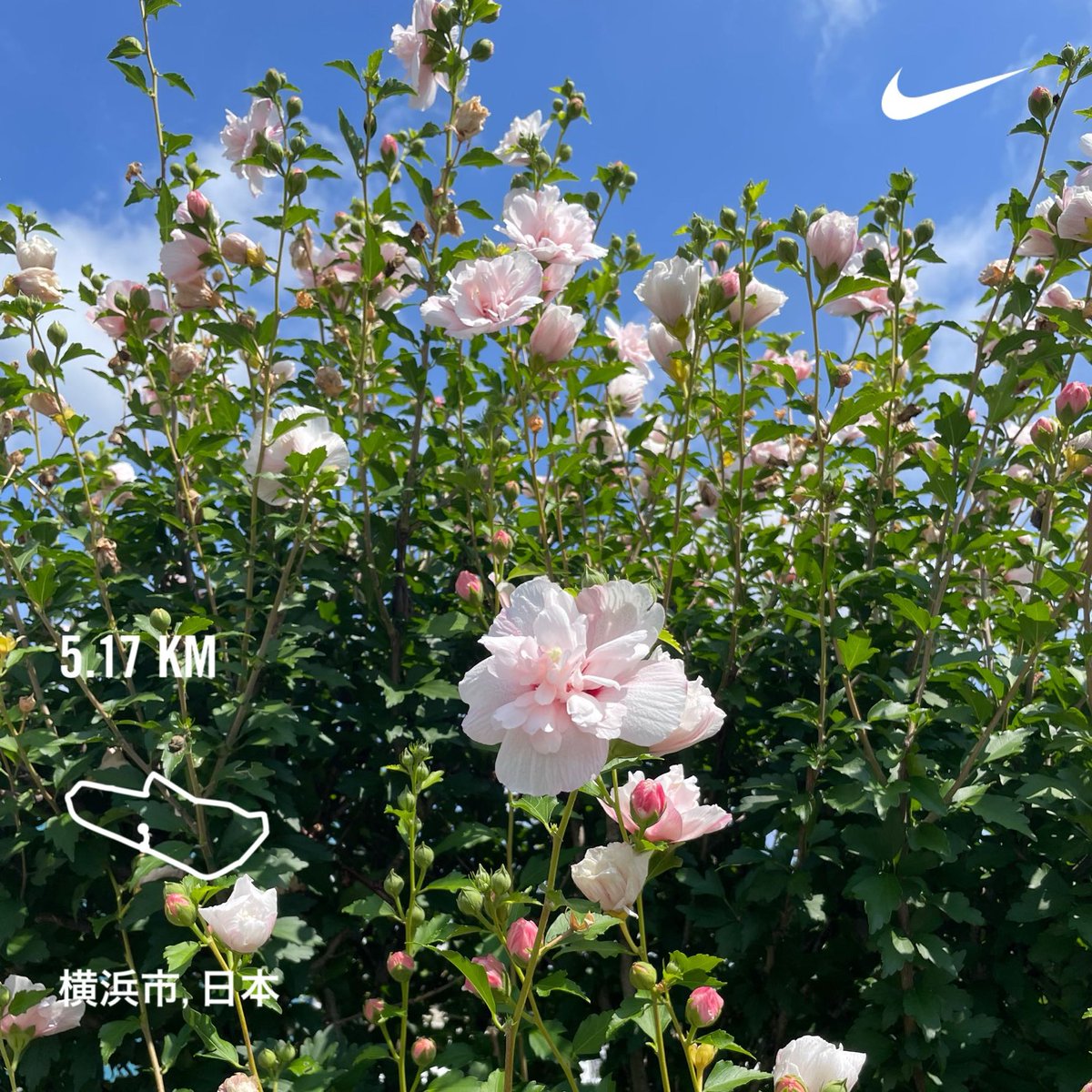 sixstar_jp's tweet photo. 超久々にジョグ。
早朝を逃すと暑いけど、風が秋めいてきた。
#running #jogging 
#ランニング #ジョギング https://t.co/WK7oMHtshL