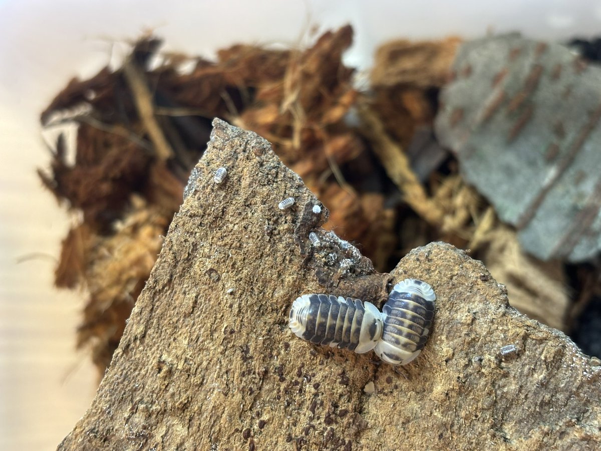 ホワイトダッキー生まれた！
ソイルの方が飼育しやすい
無事育って欲しい😊