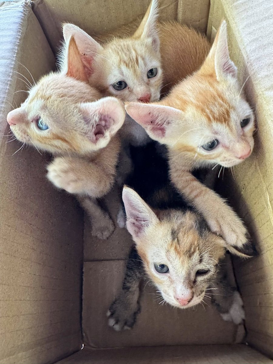 ขอพื้นที่หน่อยค่ะ
🙏 ประกาศหาบ้านให้ลูกแมว แม่แมวตาบอดหนึ่งข้างมีคนเอามาปล่อยไว้ตอนท้อง
เด็กๆเกิด 6 กค 68
ทั้งหมด 4 ตัว เพศเมีย (สีส้ม 3 ตัว สามสี 1 ตัว ) หน้าผากเป็นตัว M ทั่งหมด 4 ตัว
ขอคนเลี้ยงระบบปิดนะคะ สามารถพาน้องไปฉีควัคซีนหรือหาหมอตอนเจ็บป่วยได้