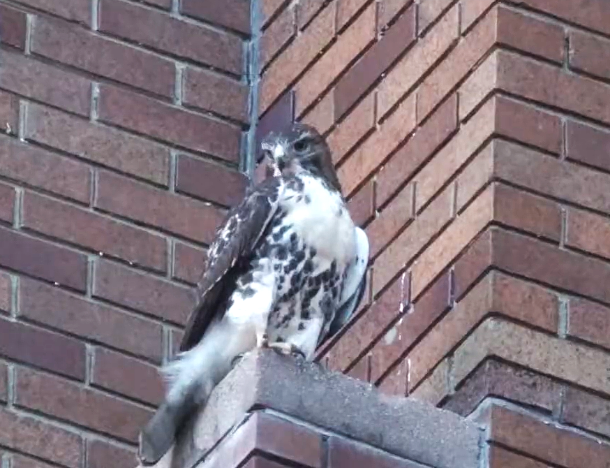 8/16   Our BOGS join forces as O2 is spotted on the Bradfield Ledges w/Arthur close by on the Throne!

A busy Saturday evening for O2!

Gorgeous scaps courtesy Ferris Akel stream.