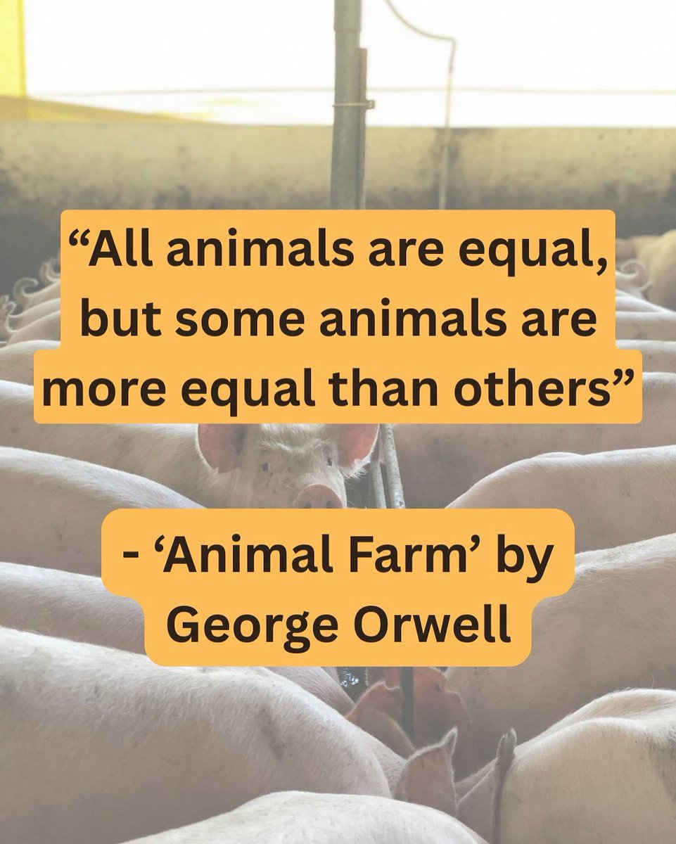 ScrapFactoryFarming tweet media