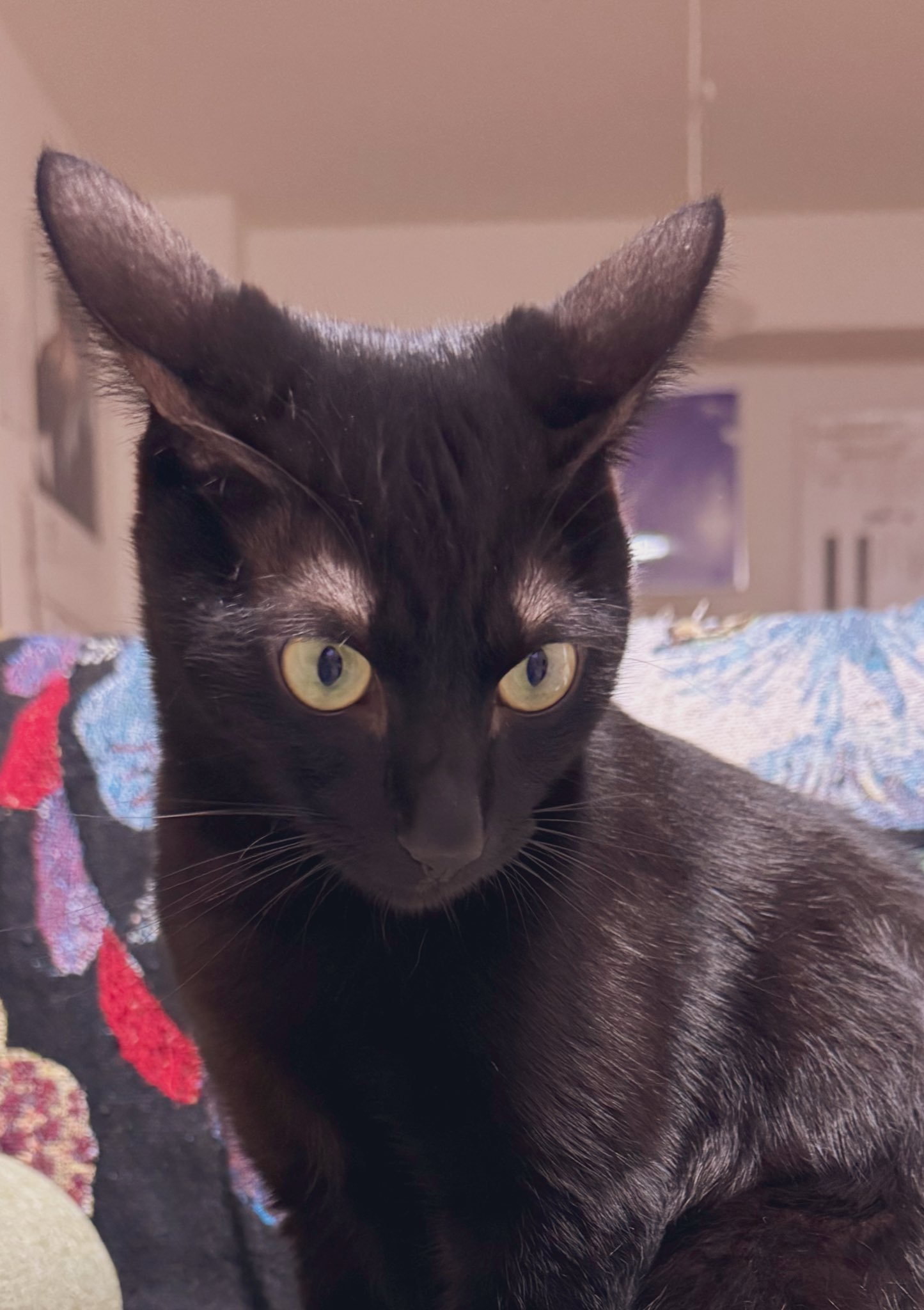 「黒猫みんと」のみ みつ🐥 癒しより煮干し on X: 