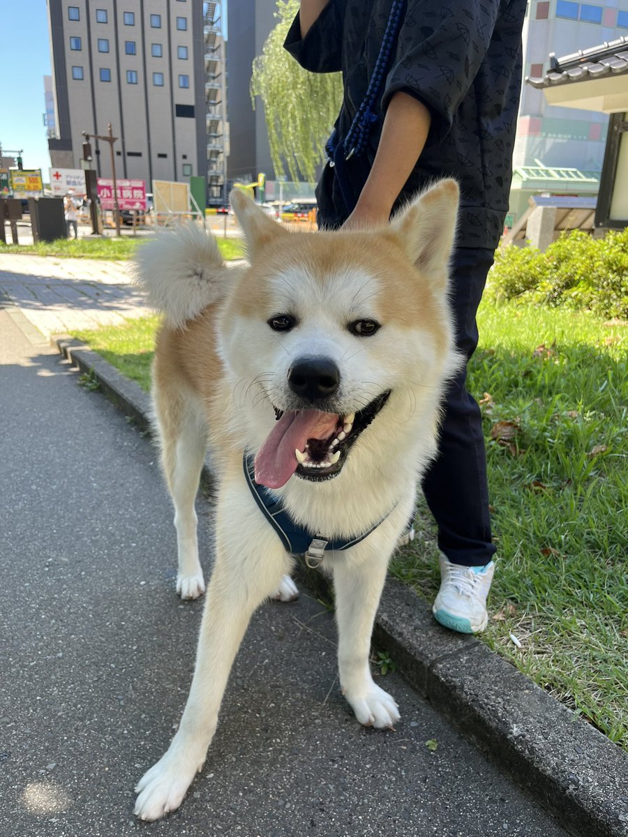 taro_0122's tweet photo. この休みに秋田県へ行ってきました🏃‍♂️

片道5時間はふつーに疲れた…

秋田犬見れたしババヘラアイスも食べれた👌 https://t.co/WEvGunG29Q