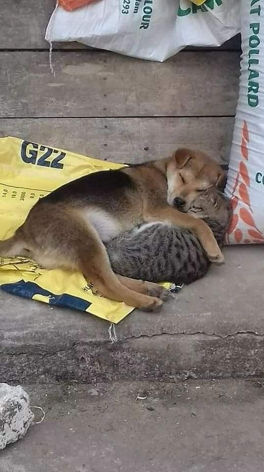 Saw something cute todayyy