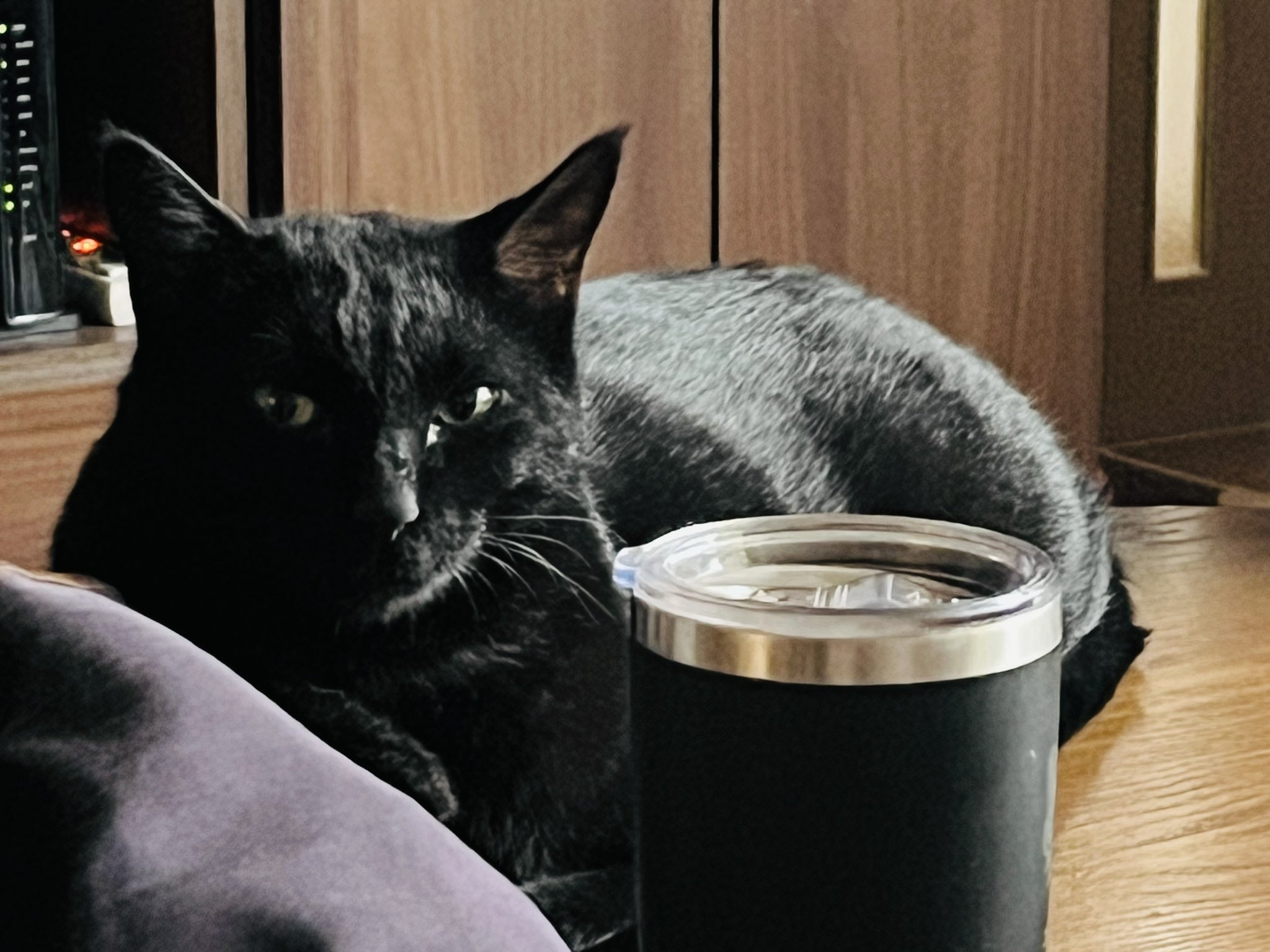 黒猫様♡ありがとうございます♡ ちいさい体で元気に甘えるピカチュウしっぽの黒猫さん | 雑種
