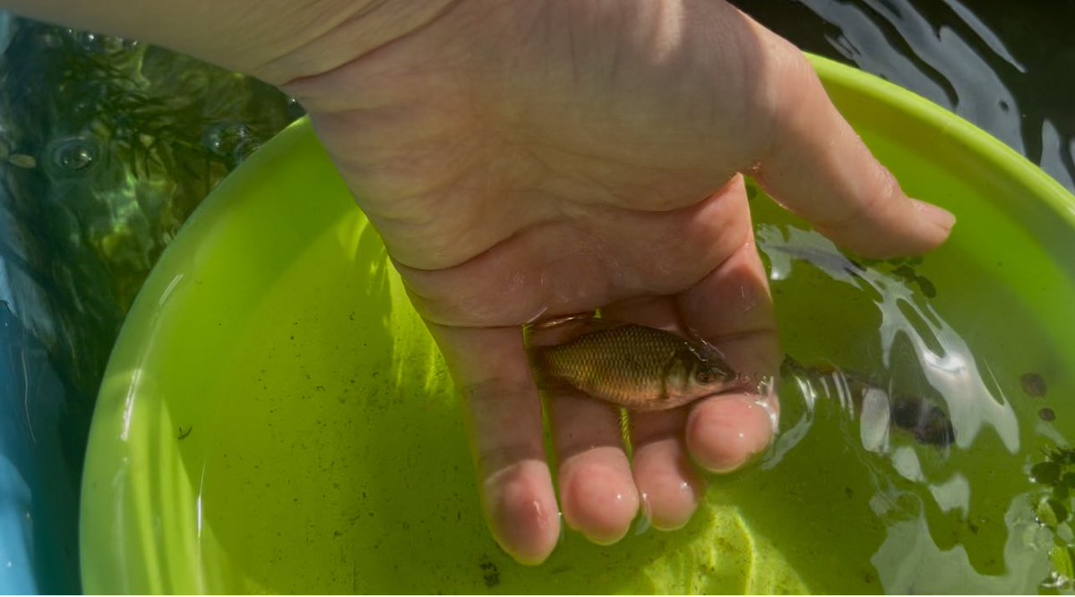 きんぎょページ 即納在庫品] GEX グラスハーモニー600N ハムスター ケージ