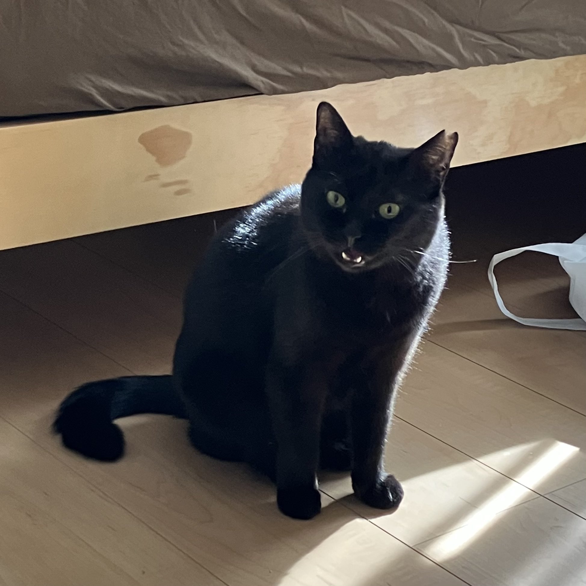 neko on X: 