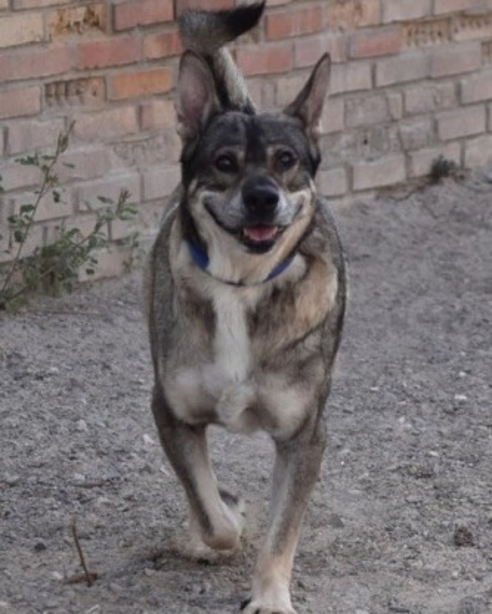 #Cádiz
#OIKO- COCO tiene 10 años. Es un perrete tranquilo, noble, bueno, acostumbrado a vivir en familia, que lo está pasando muy mal en la prote con el calor que está haciendo.

Rogamos difusión, a ver si alguien está interesado en darle una oportunidad. 

Contacto; WhatsApp 653