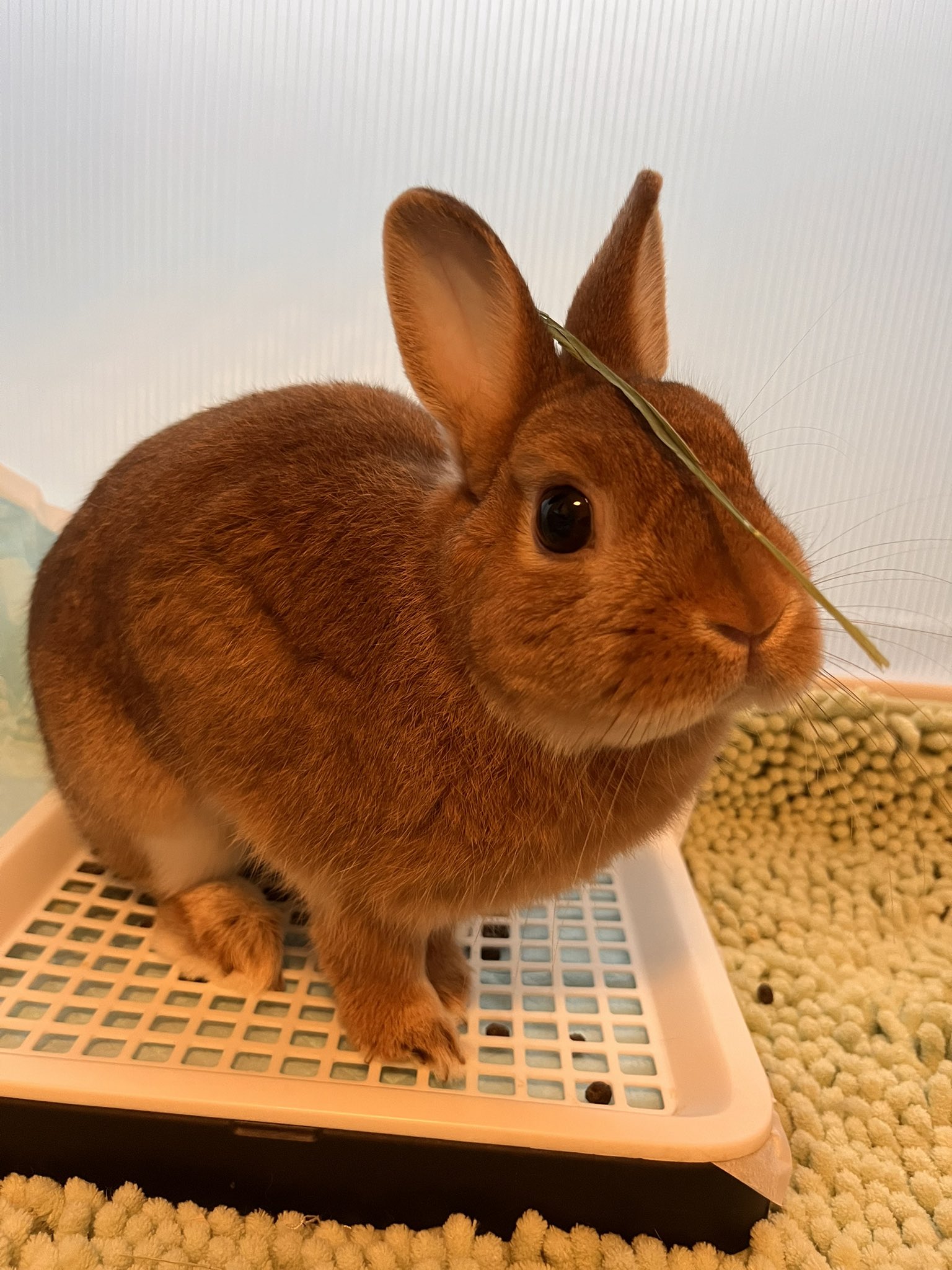 うさうさき♥3点おまとめ♥⁠◍⁠•⁠ᴗ⁠•⁠◍⁠)⁠❤ ししまる♀🐰🎀 on X: 