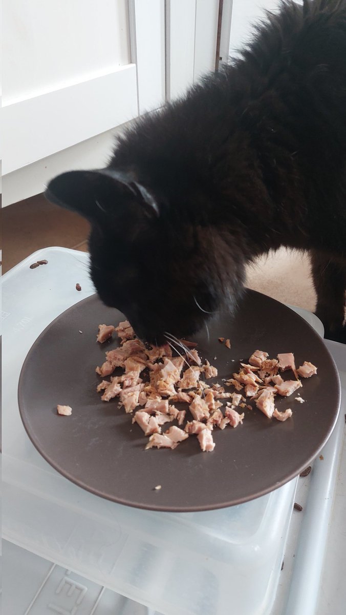 TheGreatFuzzCat's tweet photo. #BlackCatAppreciationDay https://t.co/lQPkRkdcoo