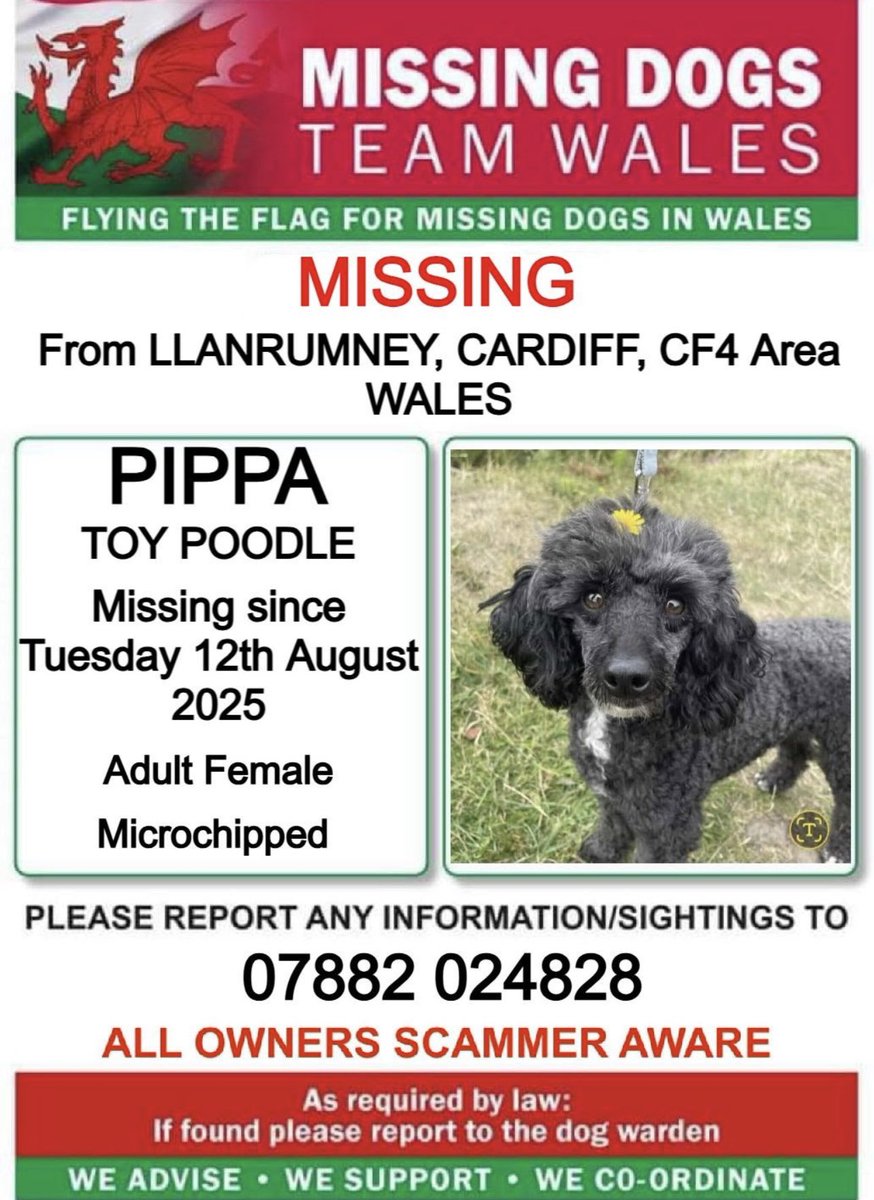 ❗❗#PIPPA #MISSING From #LLANRUMNEY, #CARDIFF, #CF4 Area #WALES❗❗

❗SINCE TUESDAY 12th AUGUST 2025.

❗❗PLEASE CALL THE NUMBER ON THE POSTER WITH ANY SIGHTINGS OR INFORMATION❗❗