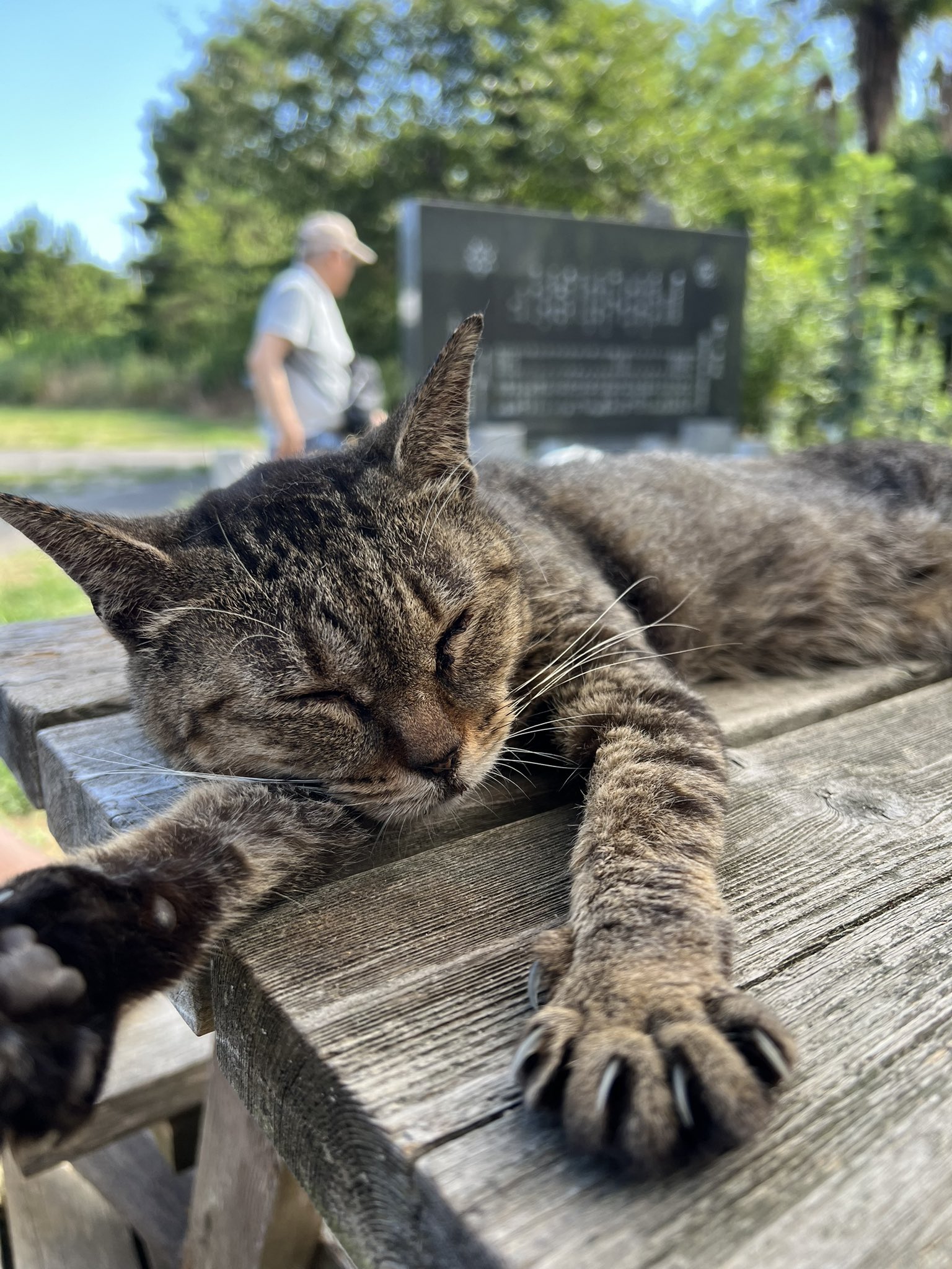 三毛猫のお散歩 初代アンタレス お座り三毛猫｜WooBia公式オンラインショップ – WooBia
