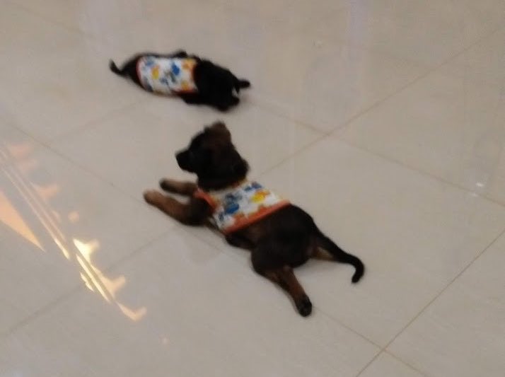 oyeEkae's tweet photo. คิดถึงตุวดื้อก้อนดำๆ https://t.co/aWcH7lhOpk