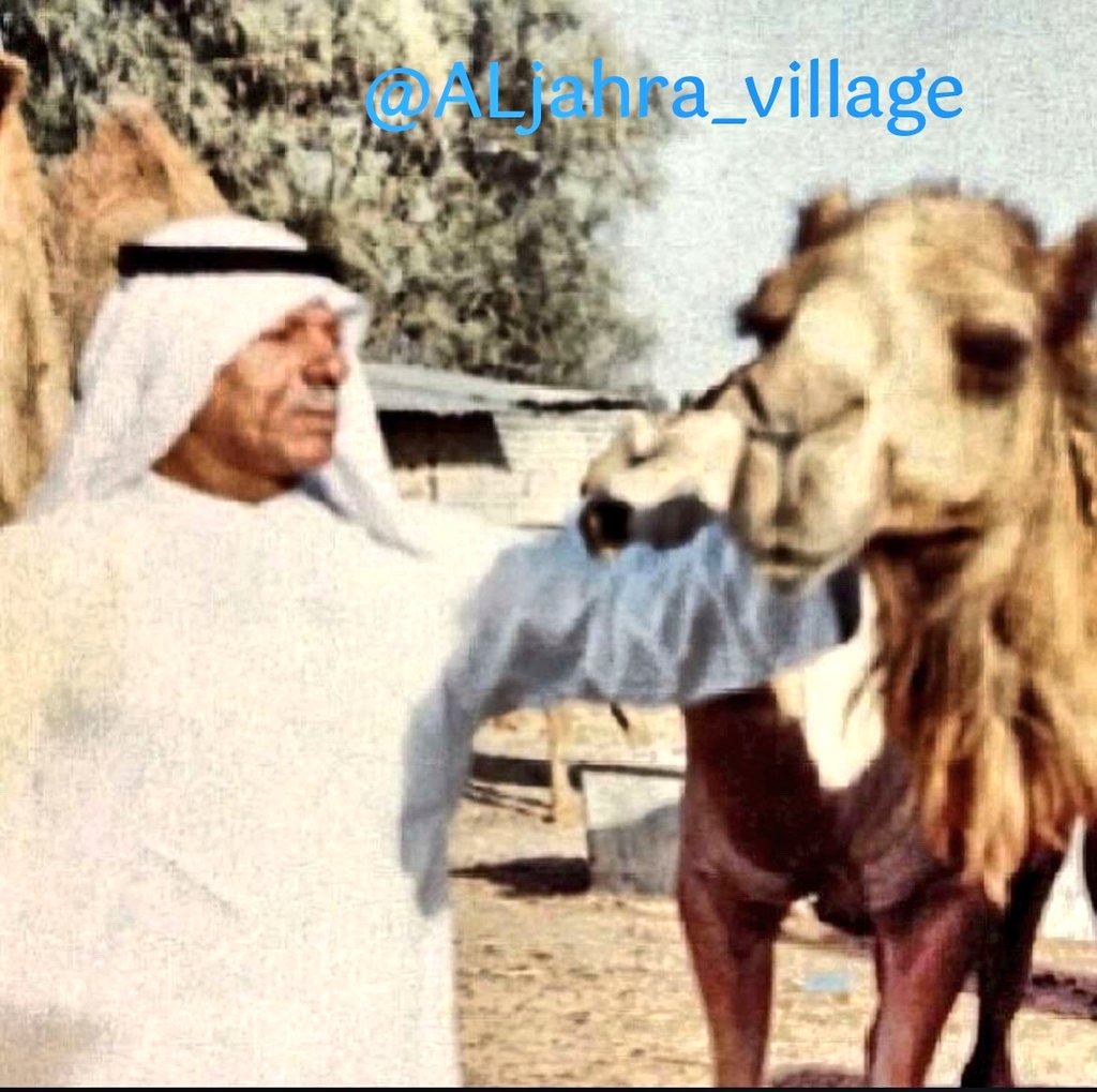 قرية الجهرة 🇰🇼 tweet media