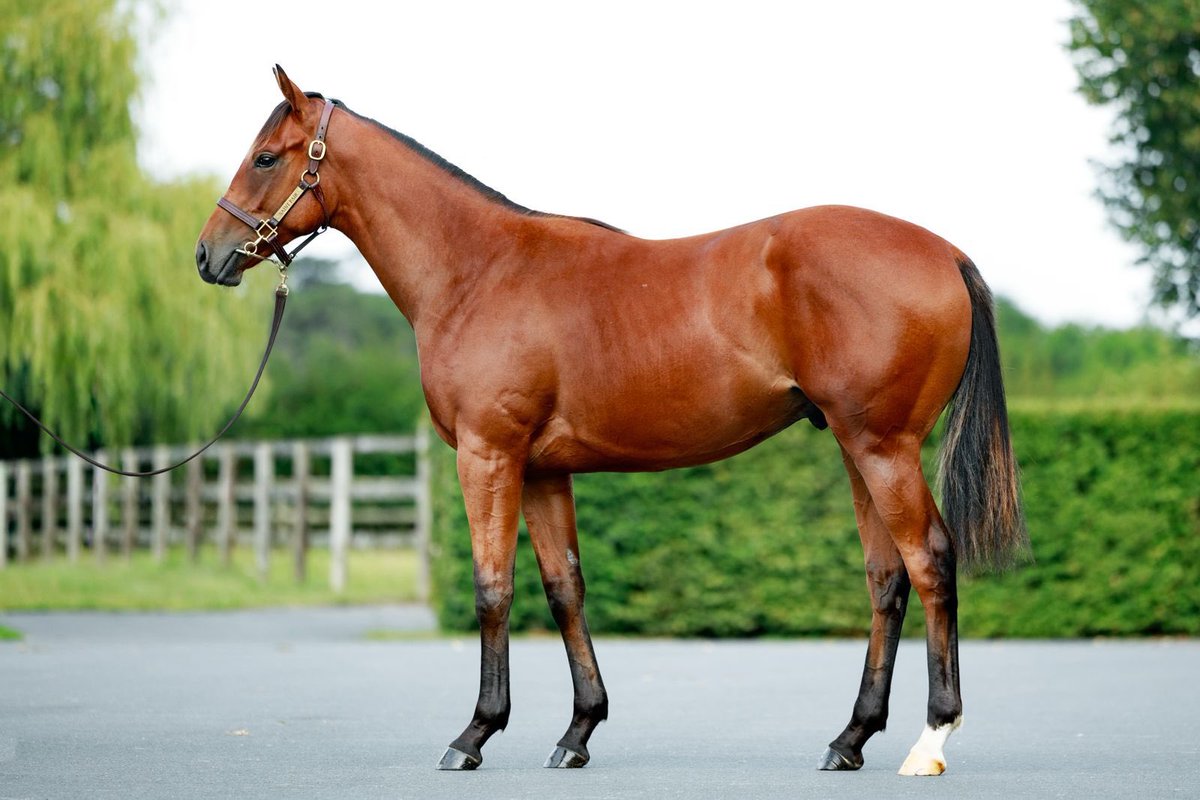 saint_pair's tweet image. #SpaceBlues just sires his 10th individual winner as his son Mr Seagull wins on debut in the six-furlong Maiden @ponteraces 🇬🇧 few minutes ago.
Don’t forget today our lot 🟠⚪️1️⃣2️⃣9️⃣, a very nice looking colt, Dam La Rosetta (1/2 to Recent GR1w Tornado Alert)
📍See you Yard C