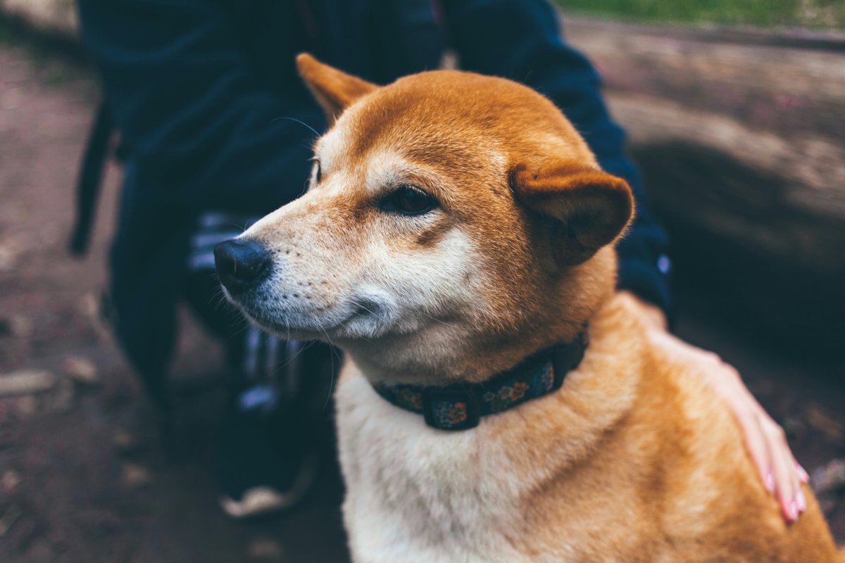 DogsNonstop's tweet image. 