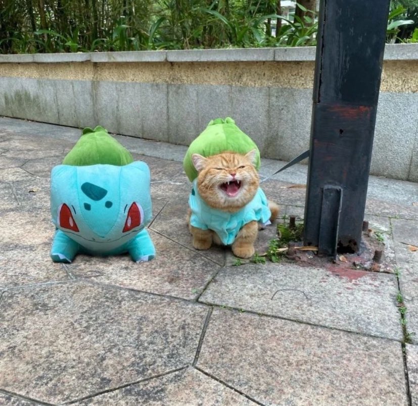 Pokemon Gems (@pokemongems) on Twitter photo 