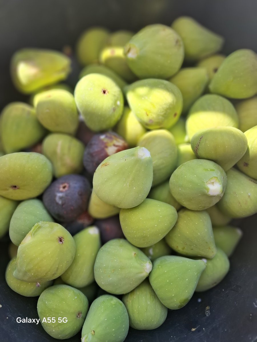 SERRESCHAMPS's tweet image. Τα σύκα του Αυγούστου...