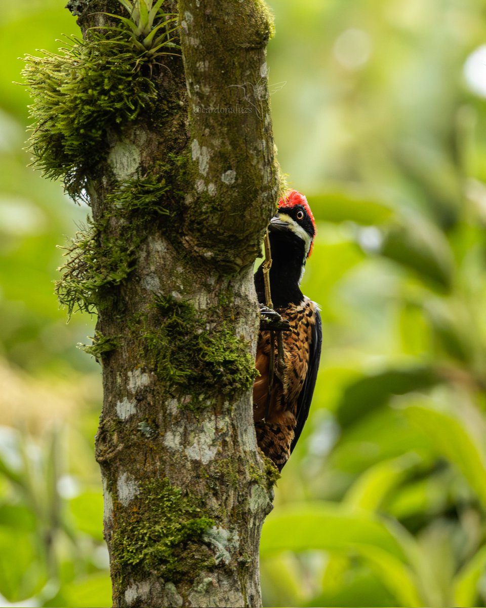 cuzy317's tweet image. Dicen por ahí que al que le van a dar le guardan, y llega este poderoso a robarse el aliento y es que hasta la nena se asomó a ver semejante galán 

Lífer 🥳 

🇨🇴Carpintero poderoso♂️
🔬Campephilus pollens
🇬🇧Powerful Woodpecker

#FelizDomingoATodos #NaturePhotography #woodpecker