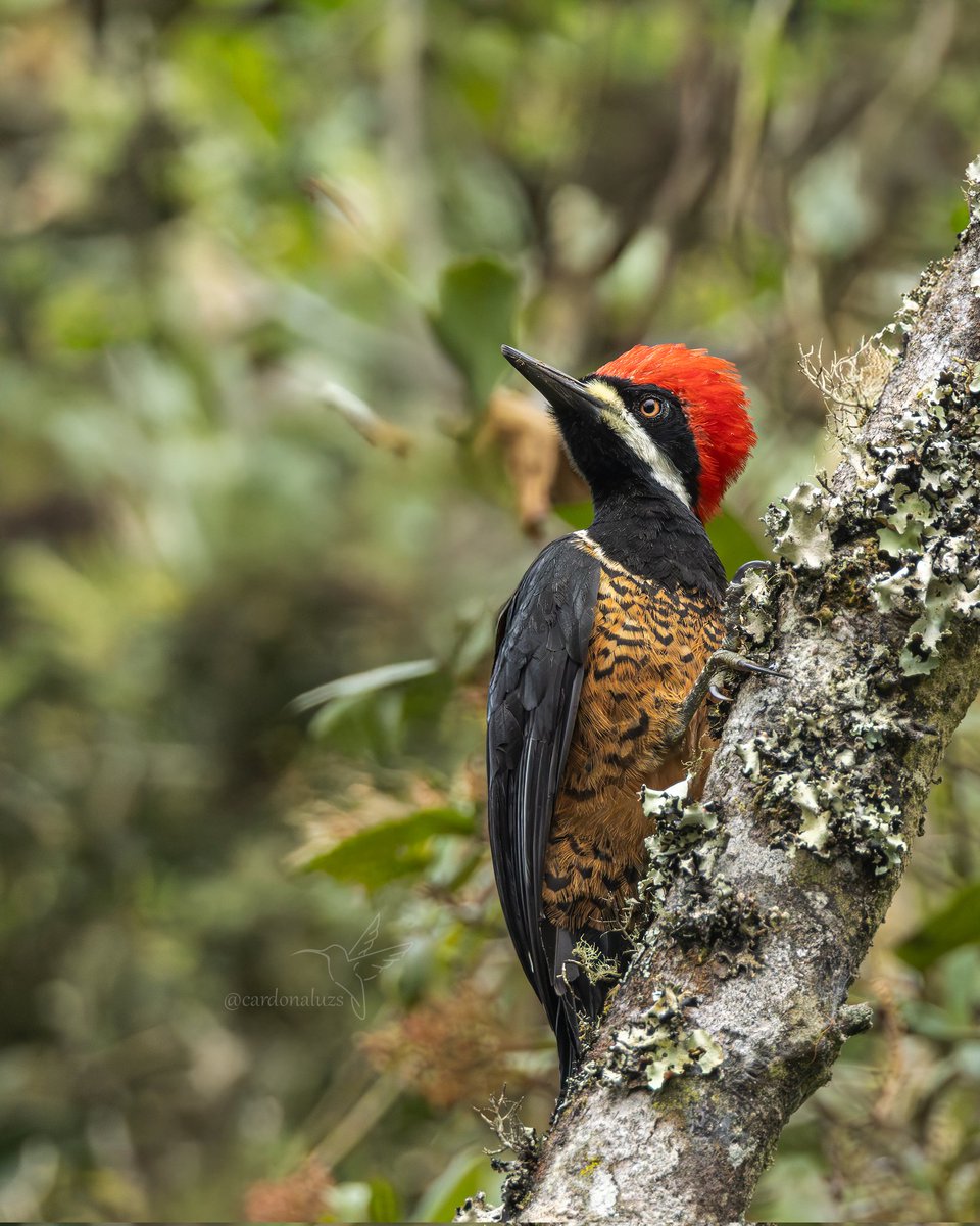 cuzy317's tweet image. Dicen por ahí que al que le van a dar le guardan, y llega este poderoso a robarse el aliento y es que hasta la nena se asomó a ver semejante galán 

Lífer 🥳 

🇨🇴Carpintero poderoso♂️
🔬Campephilus pollens
🇬🇧Powerful Woodpecker

#FelizDomingoATodos #NaturePhotography #woodpecker