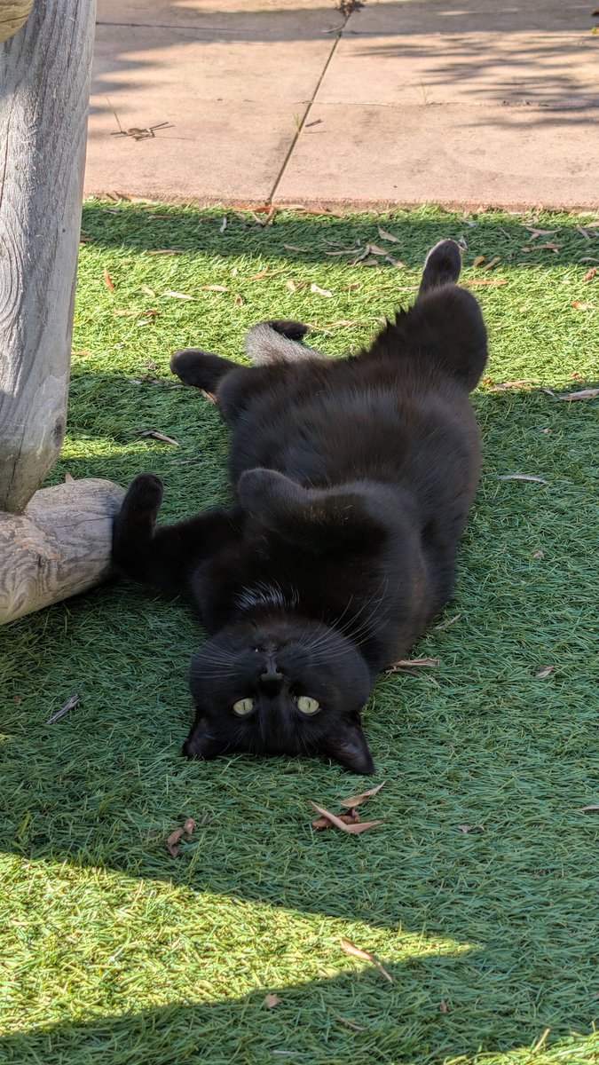 Nollman__'s tweet photo. @CerfiaFR 😻 https://t.co/VPKIOyXqwN