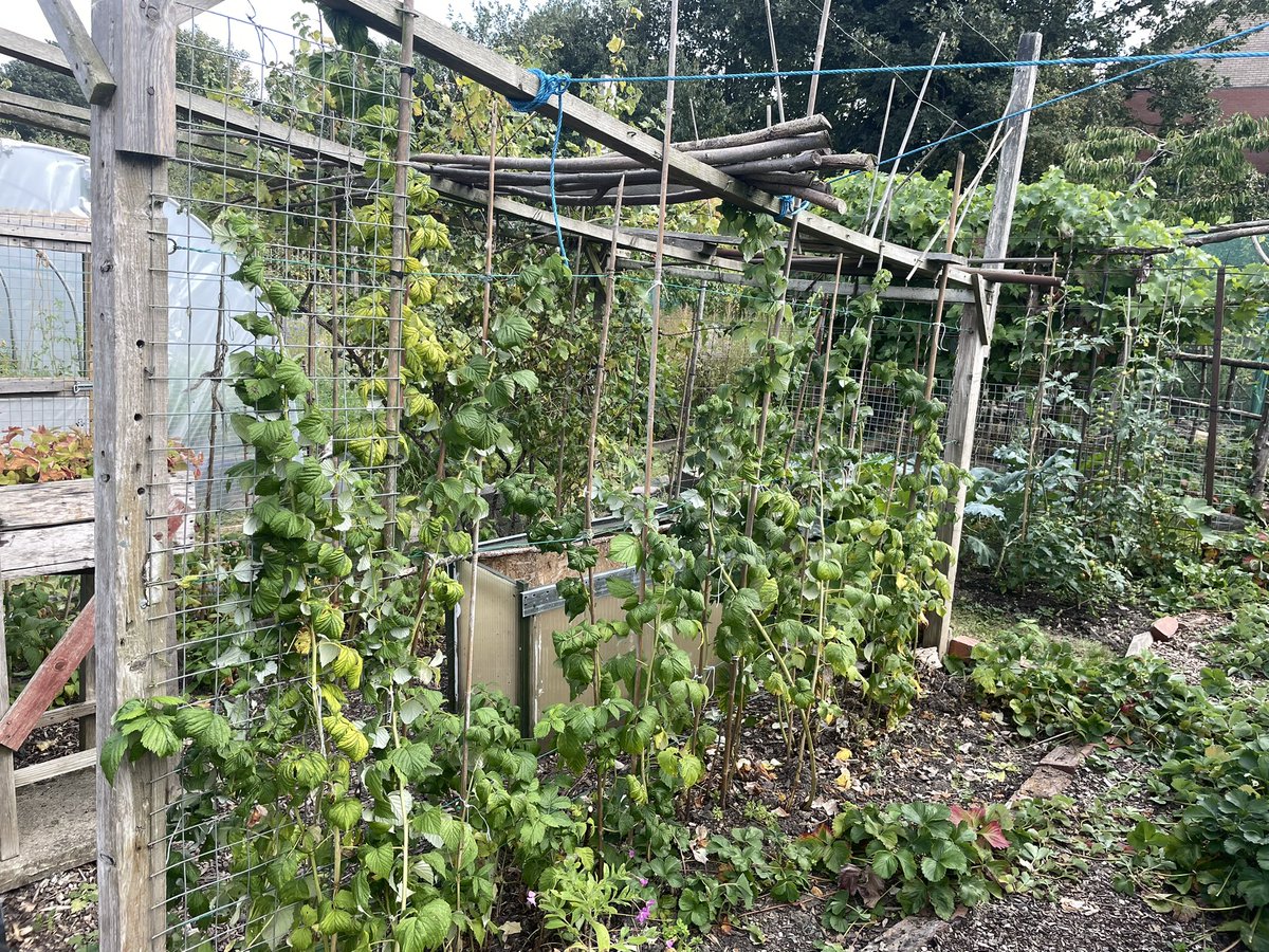 Cut out all the dead raspberries and tied in all the fresh shoots that will produce fruit next year, it’s a pain if a job but once it’s done they look a lot smarter and will give a good yield.