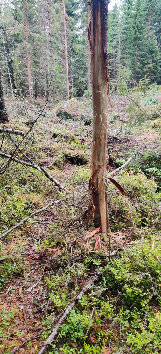 Syksyn merkkejä näkyy jo luonnossa.