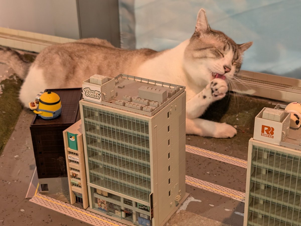 kazami_daifuku's tweet photo. ねこ、健やかであれ https://t.co/4Pz67iBnCa