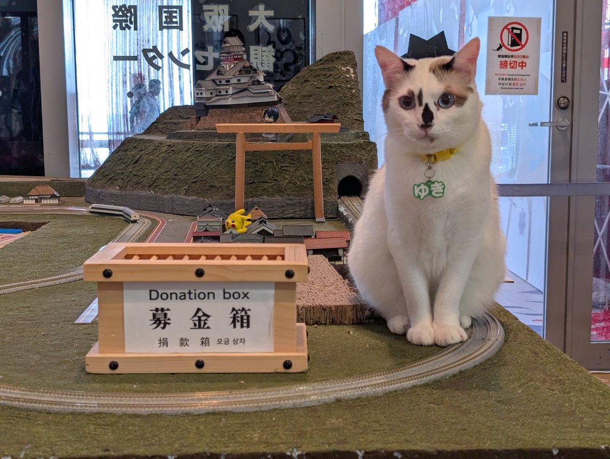 kazami_daifuku's tweet photo. ねこ、健やかであれ https://t.co/4Pz67iBnCa