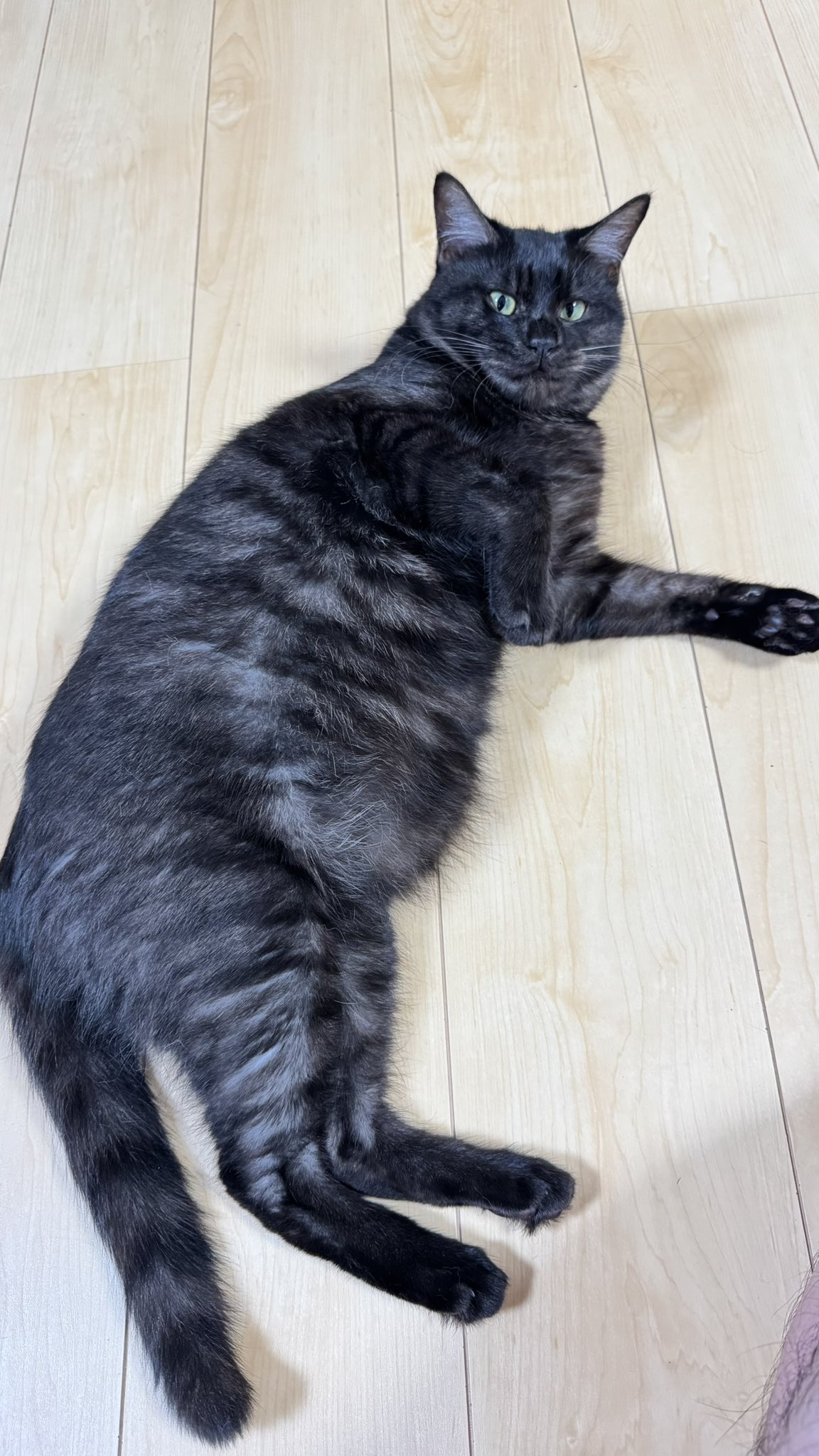 くろねこんぼ様ご確認用です(^-^) nekozuki5281@TAKA on X: 