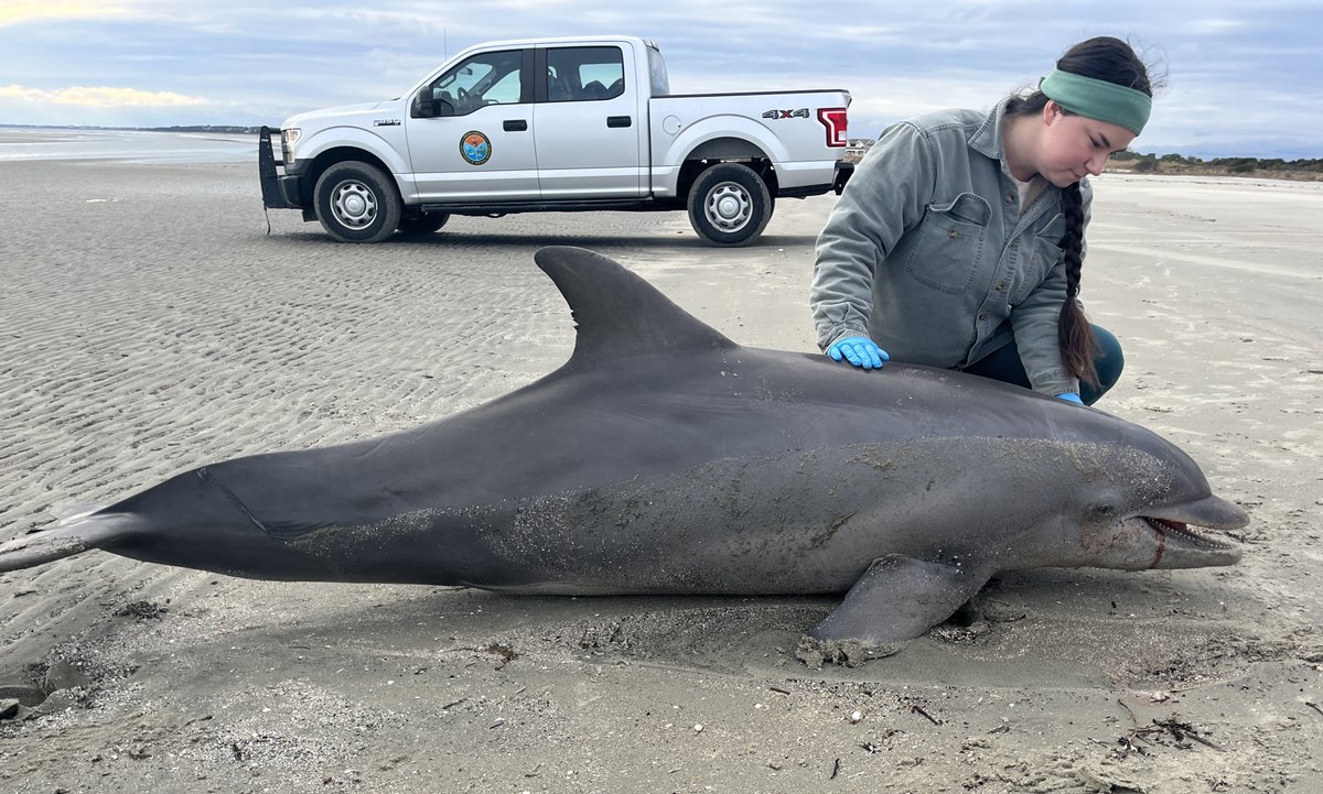 Our #MarineMammal Microplastics Specialist has been supporting a @NOAACoastalSci project that investigates the presence of microplastics in the digestive tracts of dolphins in the coastal waters around Charleston, SC. New storymap dives into this process. storymaps.arcgis.com/stories/34146d…