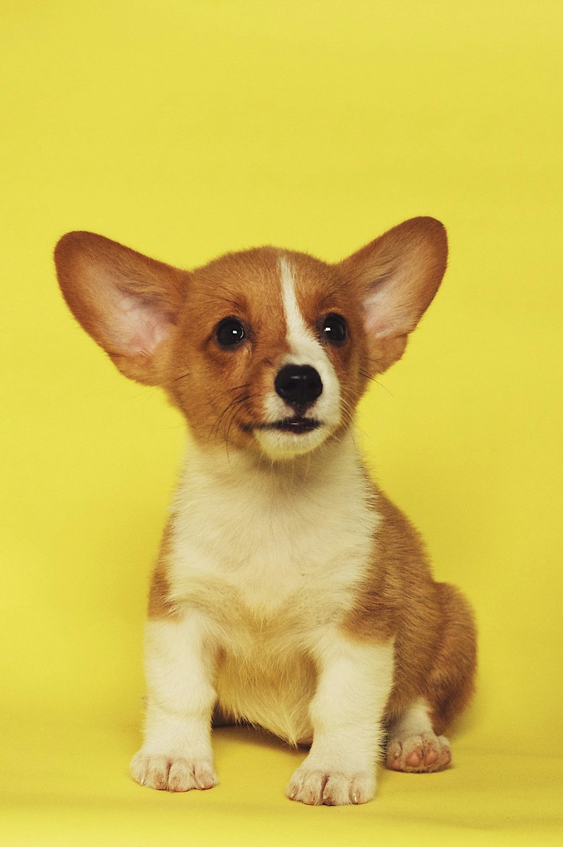 DogsNonstop's tweet image. 