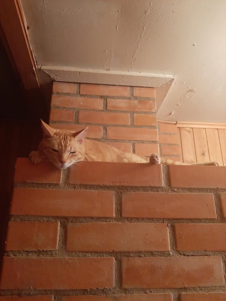 Надо восстанавливать справедливость, а то посты в твиттере есть, а кота моего нет.
Вот кот на печке: