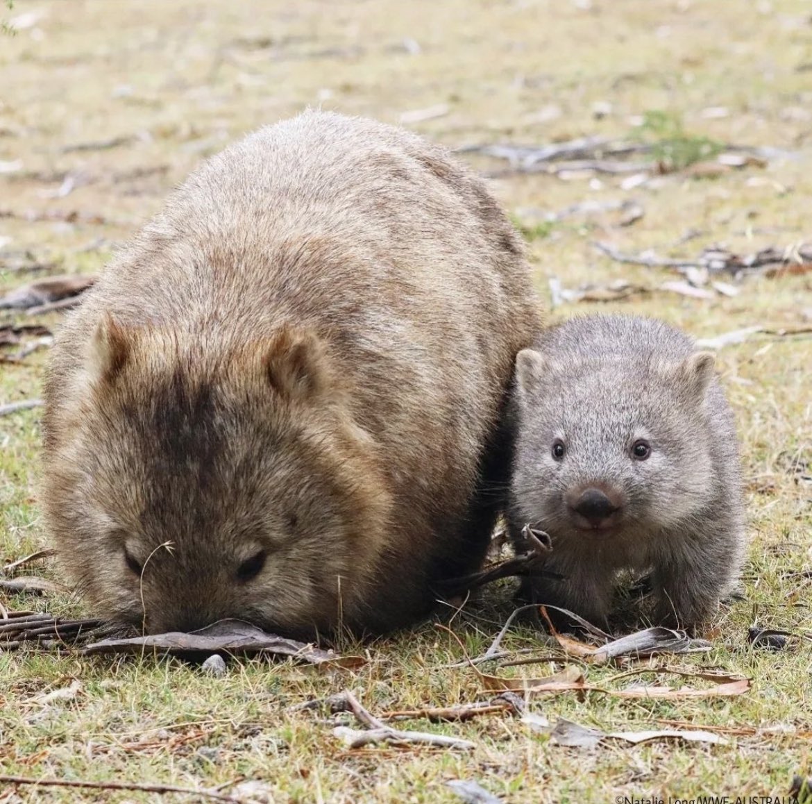 Let’s be round with mama
