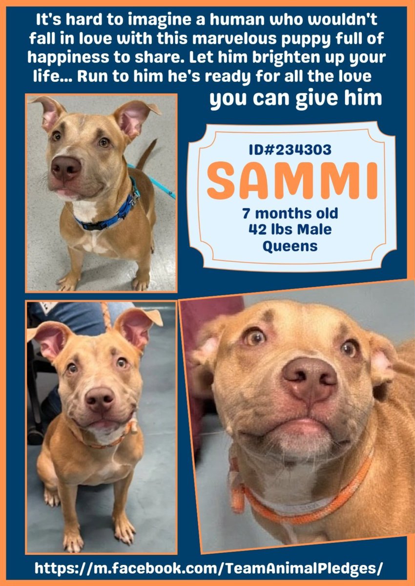 Ultra cute Sammi  (in Queens ACC) is only 7 mos old. He needs to start his life in a real home, not in a scary kill shelter. 
He needs daily activity with a loving, patient hooparent who knows how to raise a very playful pup. 
#Adopt #Foster #Pledge4Rescue
nycacc.app/#/browse/234303