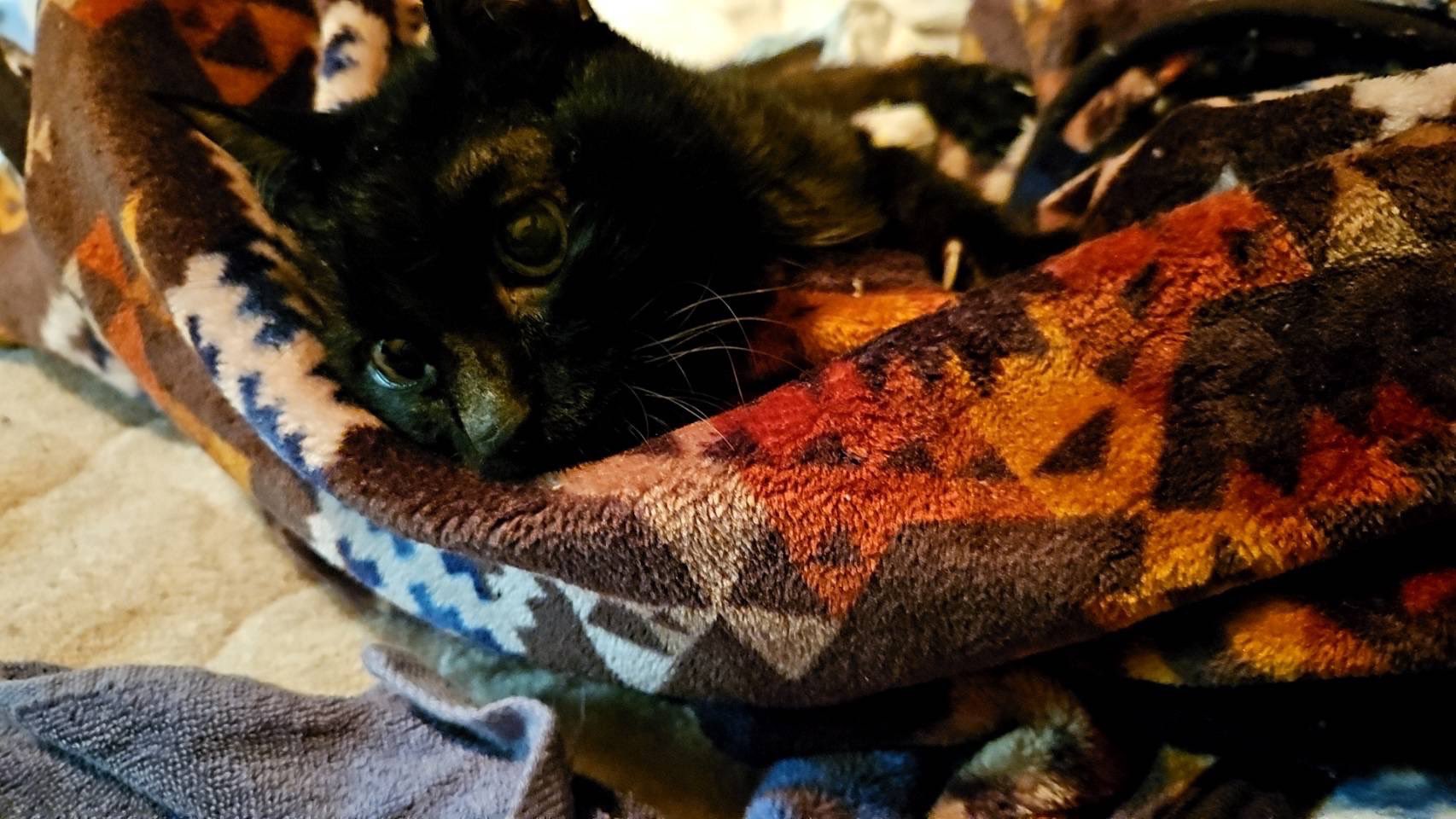 猫 B9VUpL0-lCm4tllt.jpg